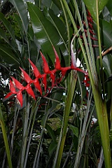 0201 Cairns Botanic Gardens